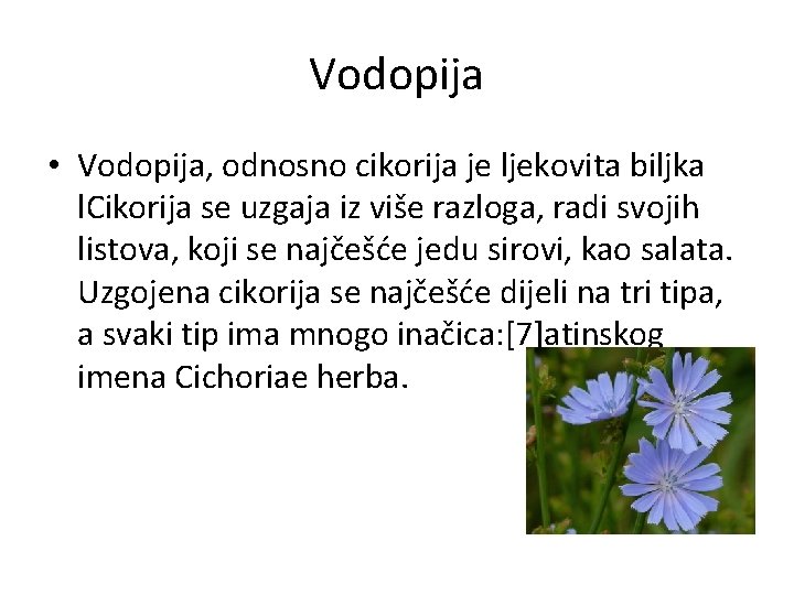 Vodopija • Vodopija, odnosno cikorija je ljekovita biljka l. Cikorija se uzgaja iz više
