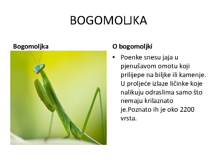 BOGOMOLJKA Bogomoljka O bogomoljki • Poenke snesu jaja u pjenušavom omotu koji prilijepe na