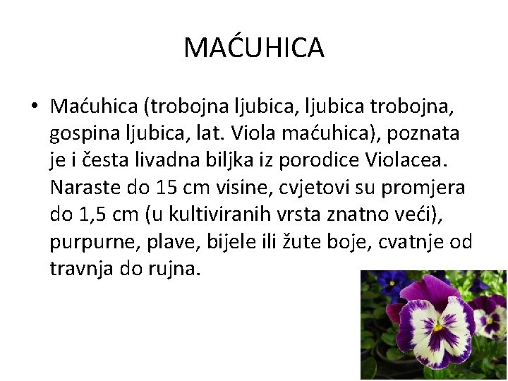 MAĆUHICA • Maćuhica (trobojna ljubica, ljubica trobojna, gospina ljubica, lat. Viola maćuhica), poznata je
