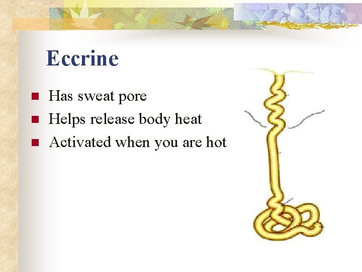 Eccrine n n n Has sweat pore Helps release body heat Activated when you