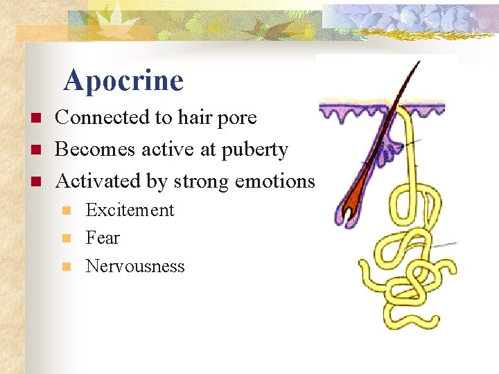 Apocrine n n n Connected to hair pore Becomes active at puberty Activated by