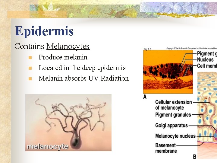 Epidermis Contains Melanocytes n n n Produce melanin Located in the deep epidermis Melanin
