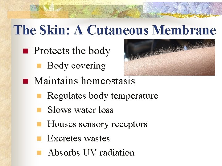 The Skin: A Cutaneous Membrane n Protects the body n n Body covering Maintains