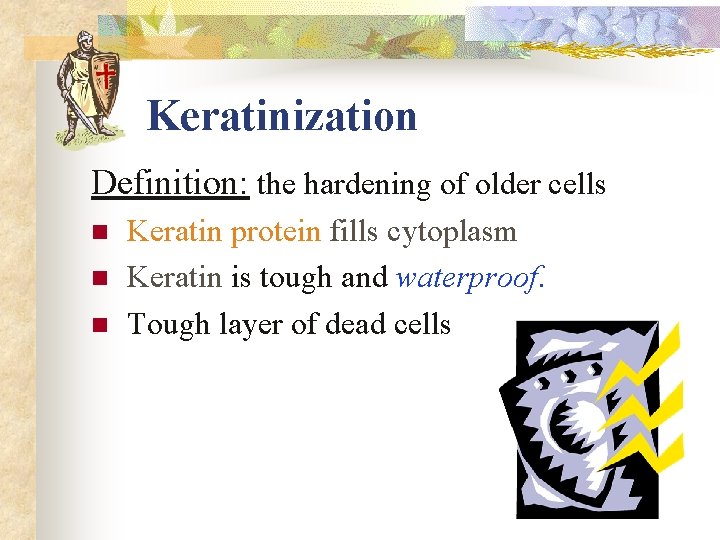 Keratinization Definition: the hardening of older cells n n n Keratin protein fills cytoplasm