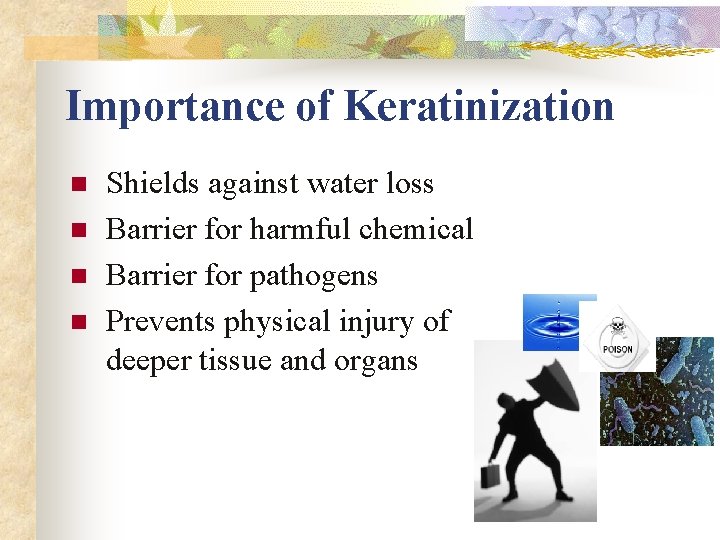 Importance of Keratinization n n Shields against water loss Barrier for harmful chemical Barrier