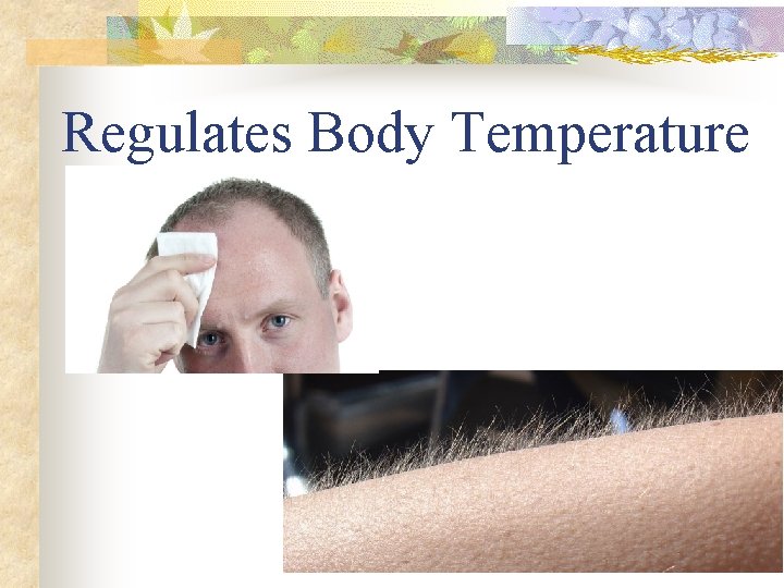 Regulates Body Temperature 