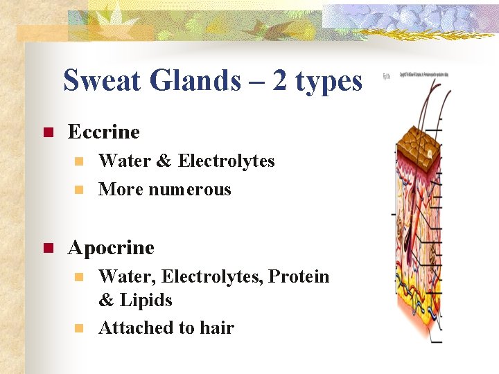 Sweat Glands – 2 types n Eccrine n n n Water & Electrolytes More