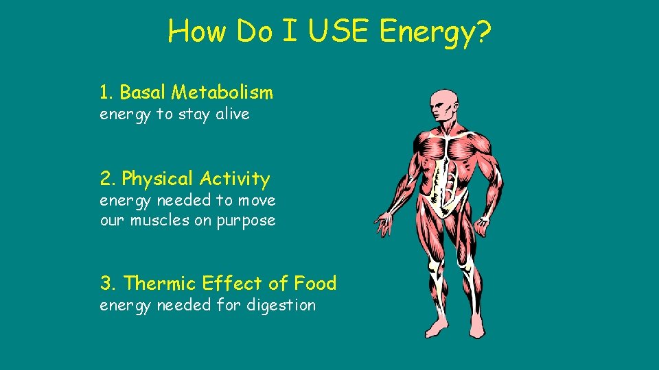 How Do I USE Energy? 1. Basal Metabolism energy to stay alive 2. Physical