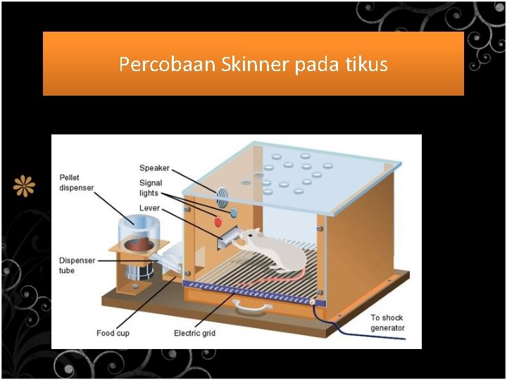 Percobaan Skinner pada tikus 