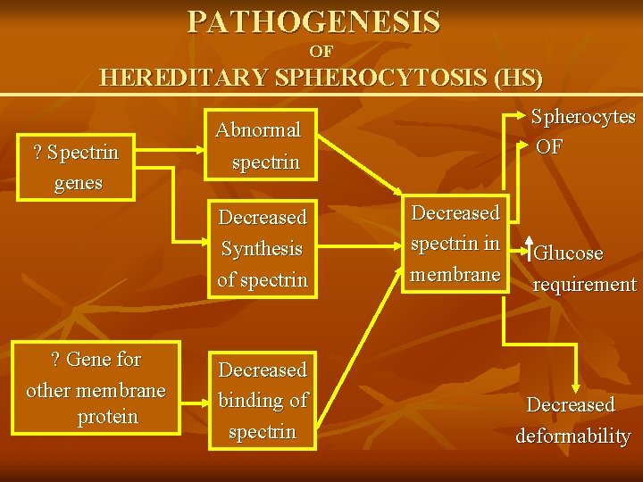 PATHOGENESIS OF HEREDITARY SPHEROCYTOSIS (HS) ? Spectrin genes Abnormal spectrin Decreased Synthesis of spectrin