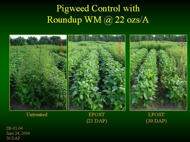 Pigweed Control with Roundup WM @ 22 ozs/A Untreated SB-01 -04 June 24, 2004