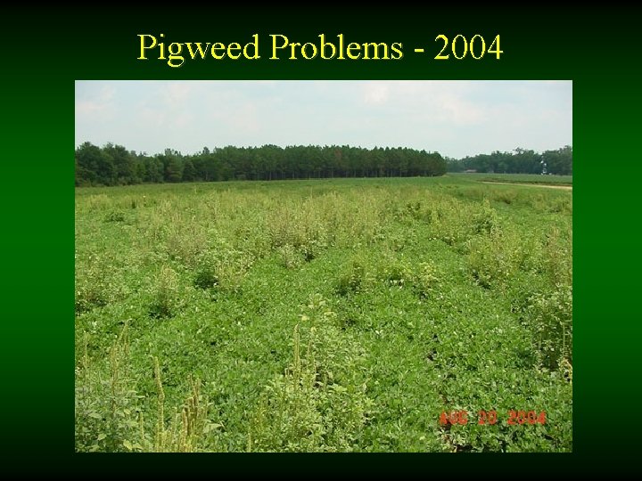 Pigweed Problems - 2004 