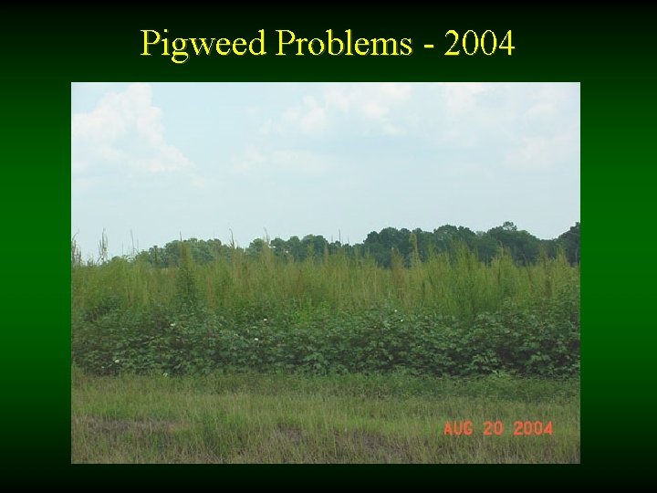 Pigweed Problems - 2004 