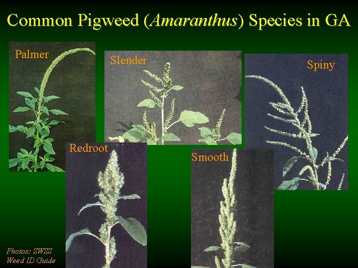 Common Pigweed (Amaranthus) Species in GA Palmer Slender Redroot Photos: SWSS Weed ID Guide