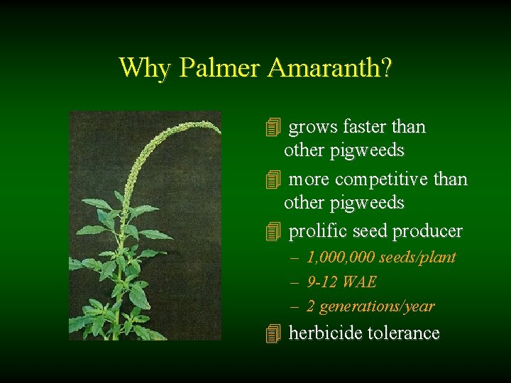 Why Palmer Amaranth? 4 grows faster than other pigweeds 4 more competitive than other