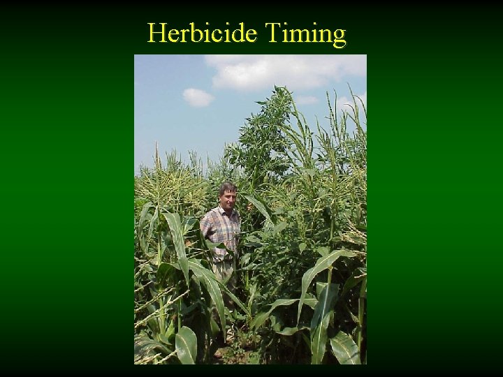 Herbicide Timing 