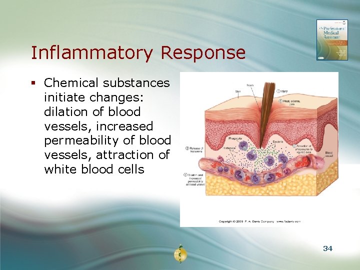 Inflammatory Response § Chemical substances initiate changes: dilation of blood vessels, increased permeability of