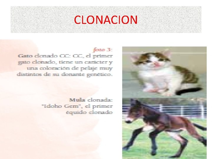 CLONACION 