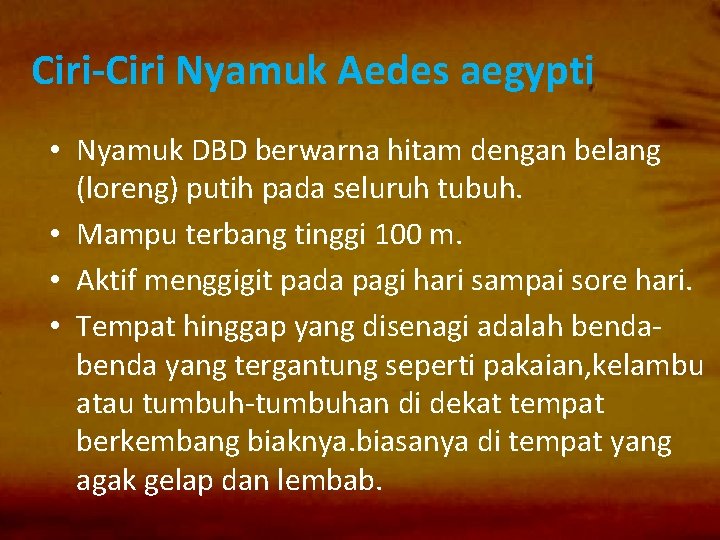 Ciri-Ciri Nyamuk Aedes aegypti • Nyamuk DBD berwarna hitam dengan belang (loreng) putih pada