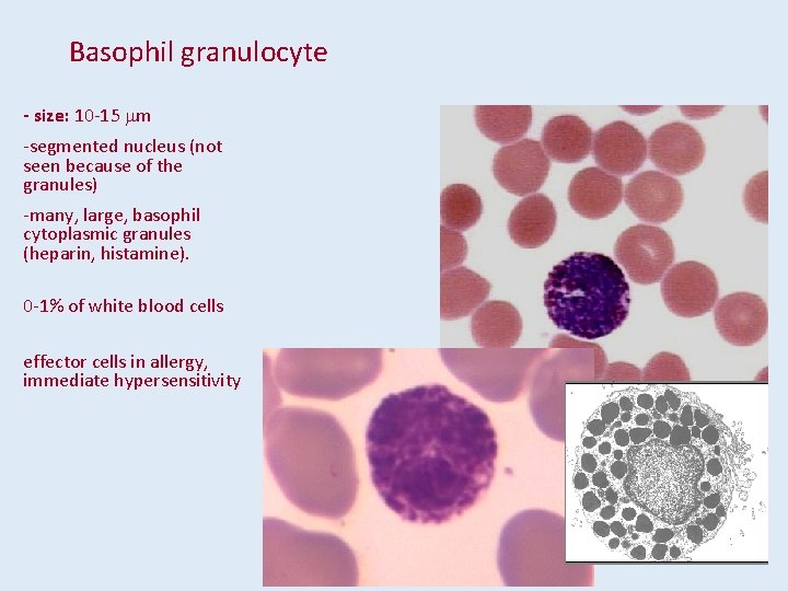 Basophil granulocyte - size: 10 -15 mm -segmented nucleus (not seen because of the