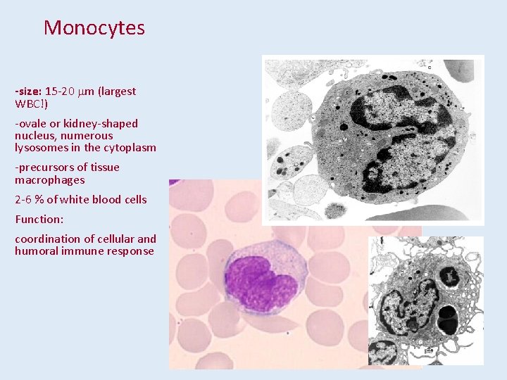 Monocytes -size: 15 -20 mm (largest WBC!) -ovale or kidney-shaped nucleus, numerous lysosomes in