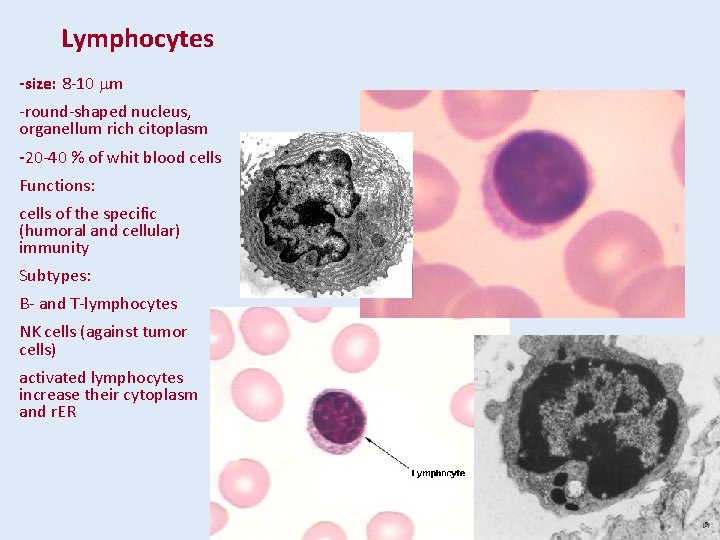 Lymphocytes -size: 8 -10 mm -round-shaped nucleus, organellum rich citoplasm -20 -40 % of