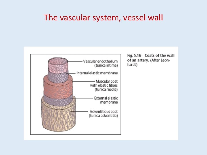 The vascular system, vessel wall 