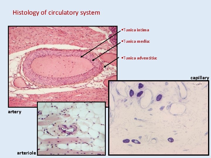 Histology of circulatory system • Tunica intima • Tunica media: • Tunica adventitia: capillary