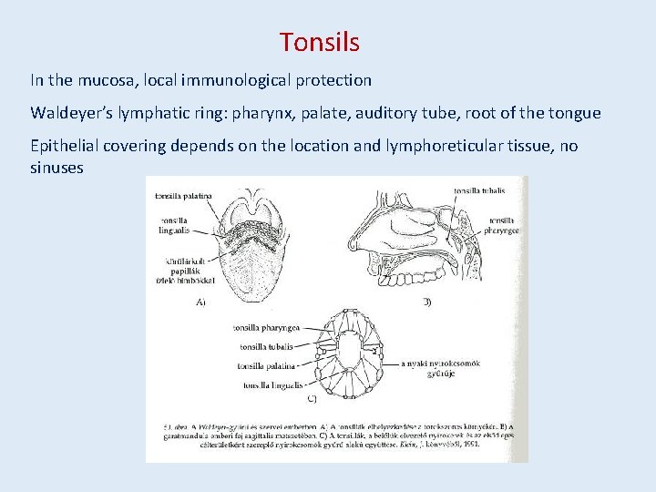 Tonsils In the mucosa, local immunological protection Waldeyer’s lymphatic ring: pharynx, palate, auditory tube,