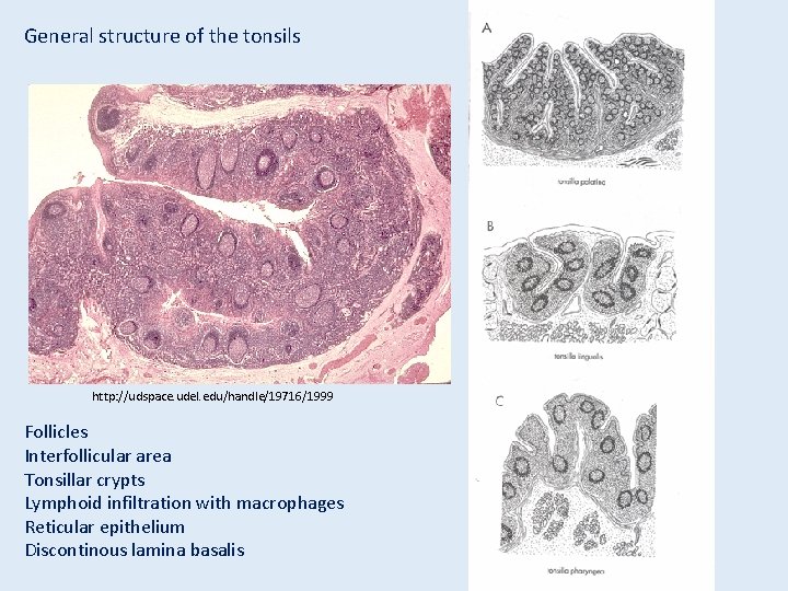 General structure of the tonsils http: //udspace. udel. edu/handle/19716/1999 Follicles Interfollicular area Tonsillar crypts