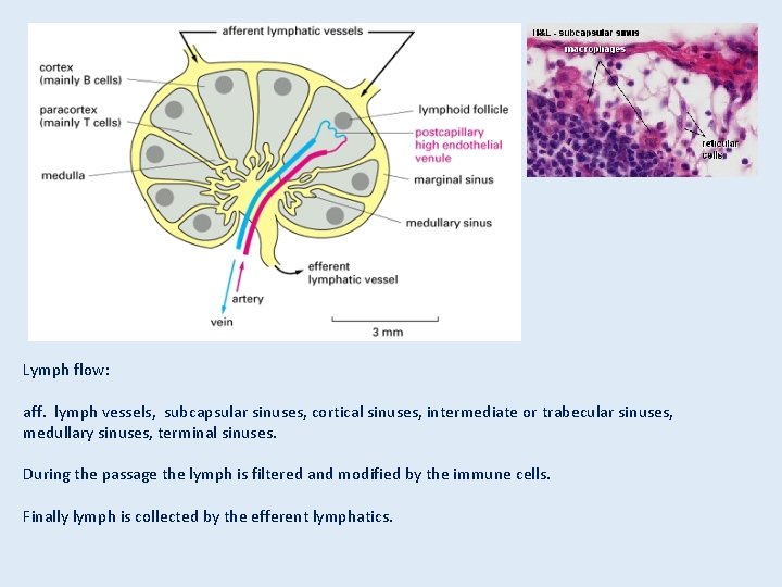 Lymph flow: aff. lymph vessels, subcapsular sinuses, cortical sinuses, intermediate or trabecular sinuses, medullary