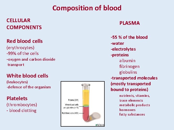 Composition of blood CELLULAR COMPONENTS Red blood cells (erythrocytes) -99% of the cells -oxygen