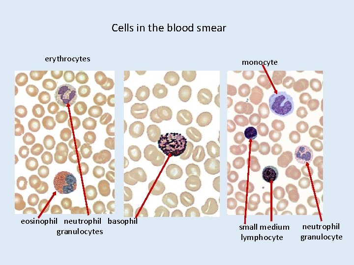 Cells in the blood smear erythrocytes eosinophil neutrophil basophil granulocytes monocyte small medium lymphocyte