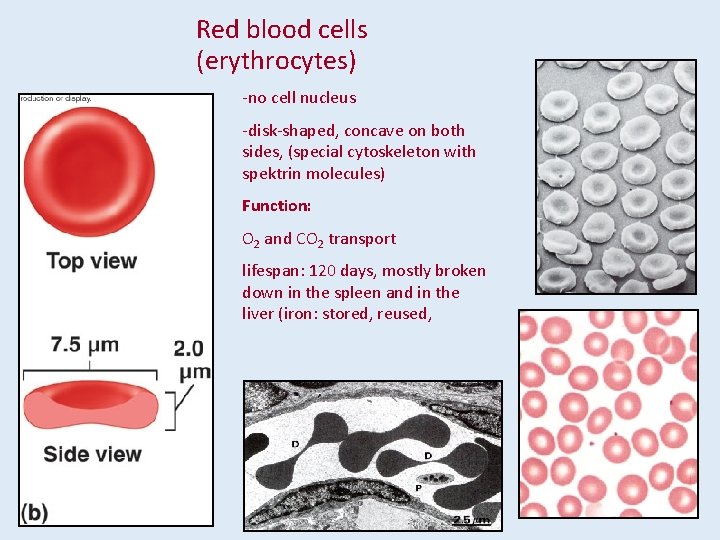 Red blood cells (erythrocytes) -no cell nucleus -disk-shaped, concave on both sides, (special cytoskeleton