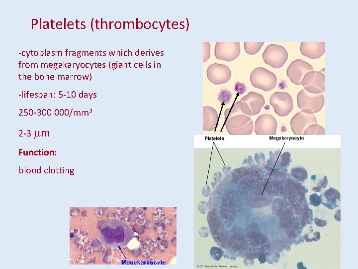 Platelets (thrombocytes) -cytoplasm fragments which derives from megakaryocytes (giant cells in the bone marrow)