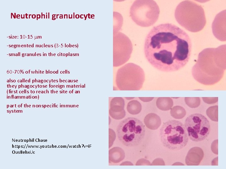 Neutrophil granulocyte -size: 10 -15 mm -segmented nucleus (3 -5 lobes) -small granules in