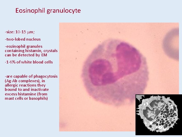 Eosinophil granulocyte -size: 10 -15 mm; -two-lobed nucleus -eozinophil granules containing histamin, crystals can