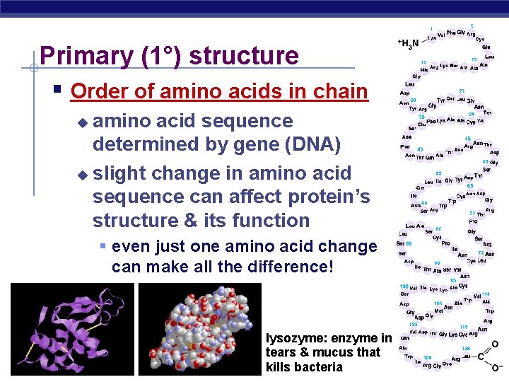 Primary (1°) structure Order of amino acids in chain amino acid sequence determined by