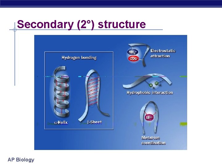 Secondary (2°) structure AP Biology 