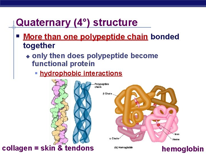 Quaternary (4°) structure More than one polypeptide chain bonded together u only then does
