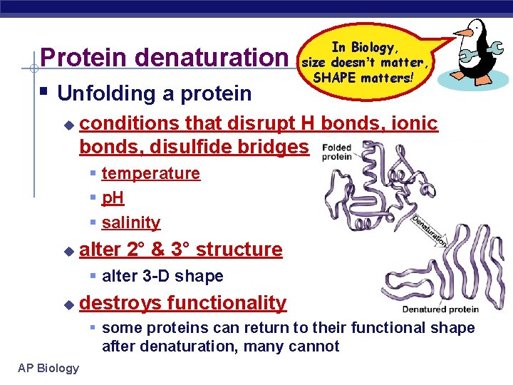 Protein denaturation Unfolding a protein u In Biology, size doesn’t matter, SHAPE matters! conditions