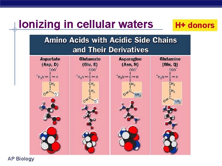 Ionizing in cellular waters AP Biology H+ donors 