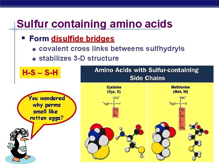 Sulfur containing amino acids Form disulfide bridges u u covalent cross links betweens sulfhydryls