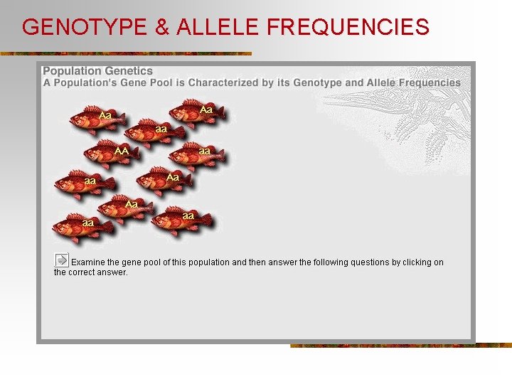 GENOTYPE & ALLELE FREQUENCIES 