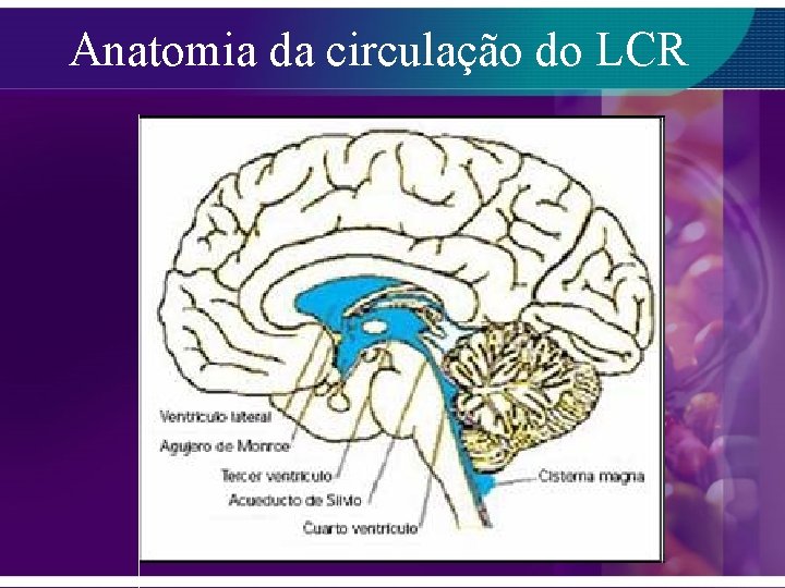 Anatomia da circulação do LCR 