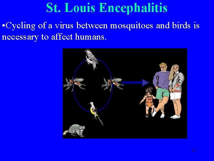 St. Louis Encephalitis • Cycling of a virus between mosquitoes and birds is necessary