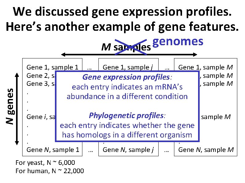 N genes We discussed gene expression profiles. Here’s another example of gene features. genomes