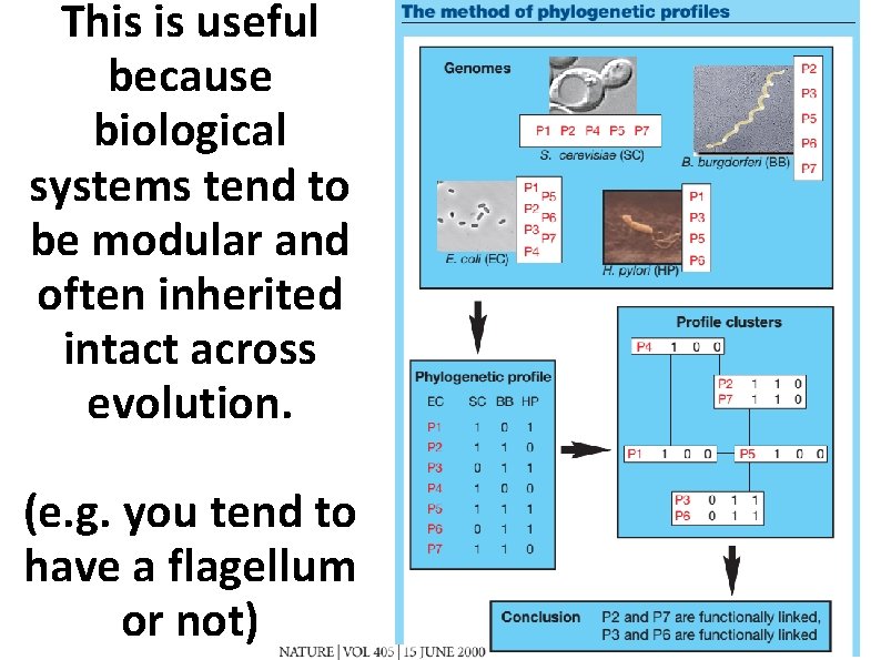 This is useful because biological systems tend to be modular and often inherited intact