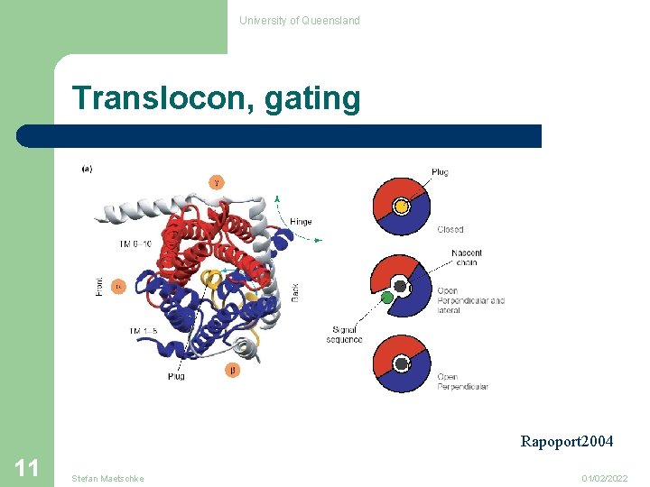 University of Queensland Translocon, gating Rapoport 2004 11 Stefan Maetschke 01/02/2022 