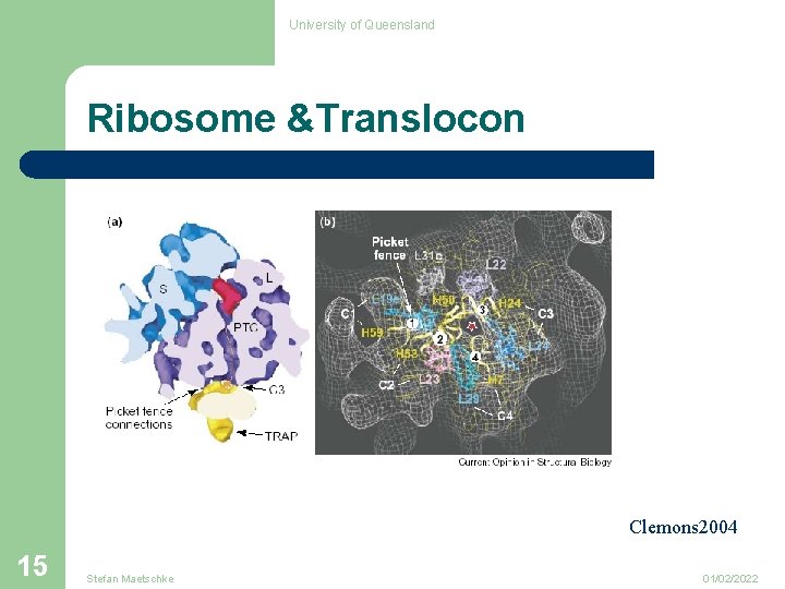University of Queensland Ribosome &Translocon Clemons 2004 15 Stefan Maetschke 01/02/2022 